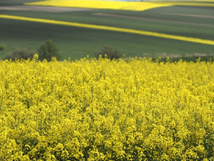Sejmowa komisja za nowelizacją ustawy o biokomponentach i biopaliwach